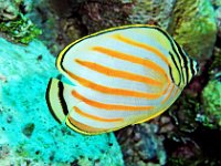 Ornate Butterflyfish